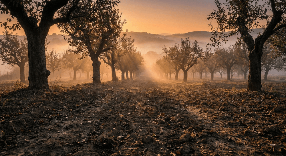 Šumadija kao terroir: zašto Brezna pravi razliku u čaši
